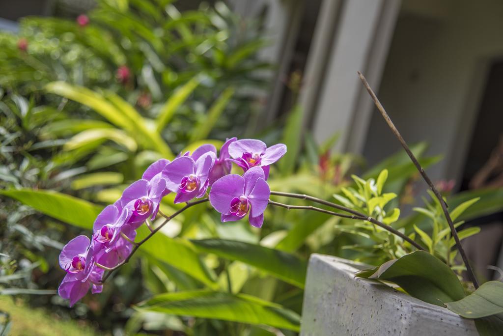 La Pagerie - Tropical Garden Hotel Les Trois-Ilets Zewnętrze zdjęcie